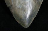 Inch Serrated Megalodon Tooth - Restored Root #4707-3